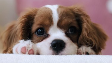 EEUU: Advierten contagio de viruela símica en las mascotas