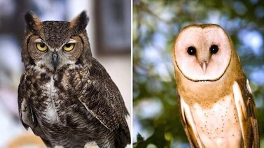 Conoce las diferencias entre el búho y la lechuza