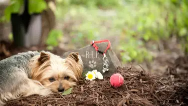 El duelo por la pérdida de un compañero El duelo por la pérdida de un compañero