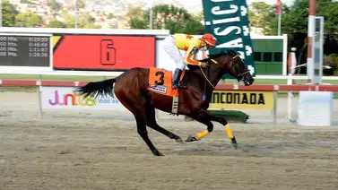 El campeón dosañero Impressive Pluvius viene por el Clásico Millard Ziadie El campeón dosañero Impressive Pluvius viene por el Clásico Millard Ziadie