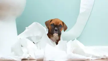 Cambio de comportamiento en los animales de compañía Cambio de comportamiento en los animales de compañía