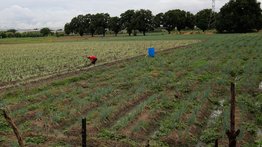 Ejecutivo Nacional informa: Gran Misión AgroVenezuela producirá 250 mil hectáreas de soya