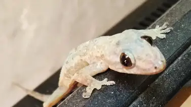 Geckos, mascotas que mantienen los insectos a raya Geckos, mascotas que mantienen los insectos a raya