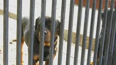 Niña venezolana sufre graves heridas tras ataque de perros en Chile Niña venezolana sufre graves heridas tras ataque de perros en Chile