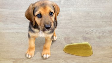 Entrena a tu cachorro dónde ir al baño