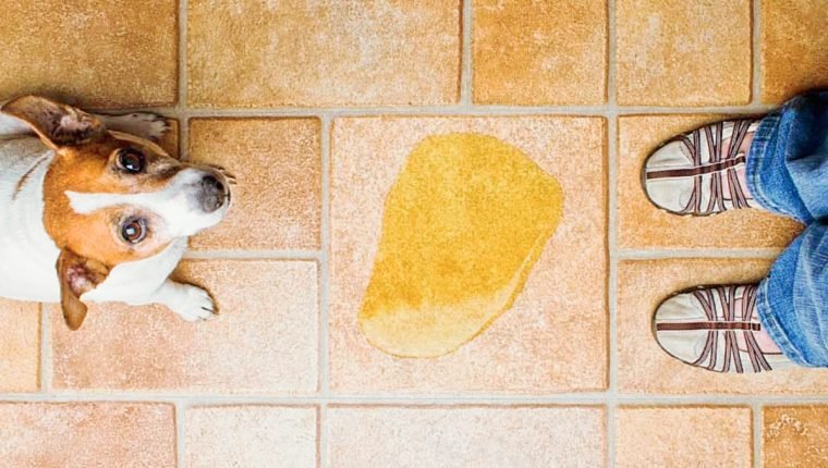 Entrena a tu cachorro dónde ir al baño Entrena a tu cachorro dónde ir al baño