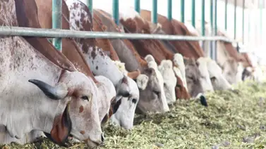 Fedenaga reporta más de 500 denuncias sobre expropiación e invasiones de fincas Fedenaga reporta más de 500 denuncias sobre expropiación e invasiones de fincas