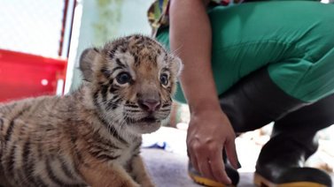 Un cachorro de tigre Bengala llega al Zoológico Nacional de Cuba