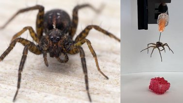 Crean robots con arañas muertas en universidad de Texas