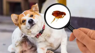 ¡Adiós a las pulgas en la casa! ¡Adiós a las pulgas en la casa!