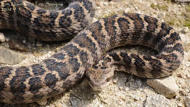 Científico descubre nueva especie de serpiente venenosa