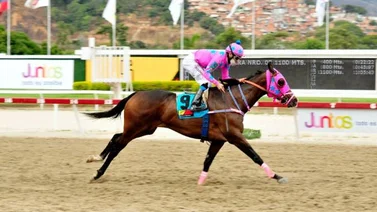 Quality Princess saldrá de perdedores este domingo en la segunda carrera en La Rinconada