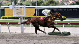 La yegua del Stud Azatlán My Skilling Mate muere a causa de cólicos