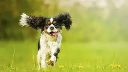 Señales que indican que el perro es feliz
