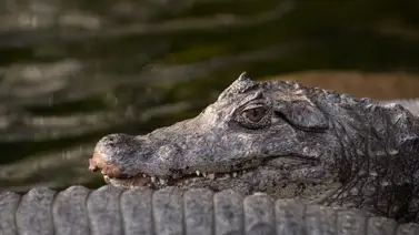 Nuevo ataque de caimán deja herida a una niña de 13 años en Florida Nuevo ataque de caimán deja herida a una niña de 13 años en Florida