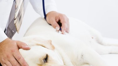 ¿Qué es una emergencia veterinaria?