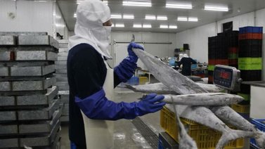 Exportan 24 toneladas de tahalí para mercados asiáticos y europeos