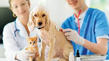 ¿Por qué las visitas al veterinario deben ser frecuentes? ¿Por qué las visitas al veterinario deben ser frecuentes?