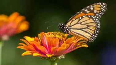 Llegada de mariposa monarca a especies amenazadas es una “oportunidad” Llegada de mariposa monarca a especies amenazadas es una “oportunidad”
