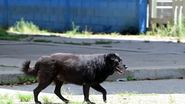 Efeméride: El mundo celebra este #21Jul el Día del Perro