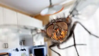 Cómo eliminar las moscas de la casa Cómo eliminar las moscas de la casa