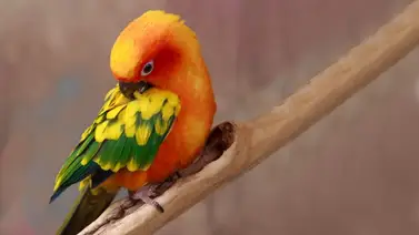 Piojos de las aves o piojillo de las palomas Piojos de las aves o piojillo de las palomas