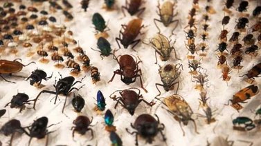Los insectos poseen más de mil genes de microbios para sobrevivir