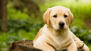Características del perro labrador retriever