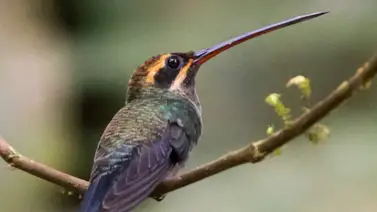 Conoce los colibríes más extraordinarios Conoce los colibríes más extraordinarios
