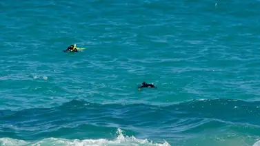 Acusan a tres personas en Puerto Rico por desaparición de joven en el mar Acusan a tres personas en Puerto Rico por desaparición de joven en el mar