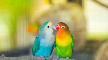 Conoce el agapornis o aves del amor