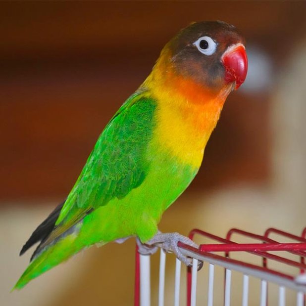Conoce el agapornis o aves del amor Conoce el agapornis o aves del amor