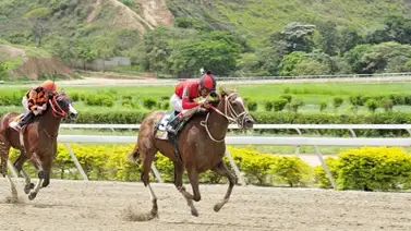 Gabriel Márquez será el nuevo entrenador de los ejemplares Alekssander y Gran Pepe Gabriel Márquez será el nuevo entrenador de los ejemplares Alekssander y Gran Pepe