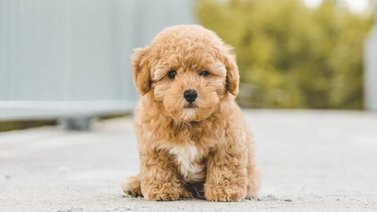 Qué comprar para la llegada de un cachorro a casa