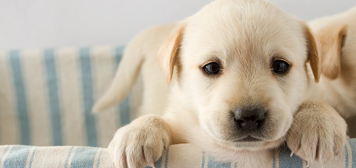 Qué comprar para la llegada de un cachorro a casa Qué comprar para la llegada de un cachorro a casa