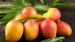Descubre que hay más allá del sabor tropical del mango