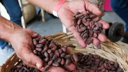 Estado venezolano exonera impuestos y aranceles en exportación del cacao