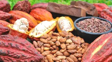 Inauguran Expoferia "Cacao y Ron Miranda 2022″ en La Carlota Inauguran Expoferia "Cacao y Ron Miranda 2022″ en La Carlota