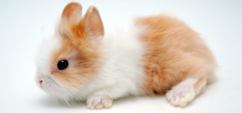 Características del conejo enano