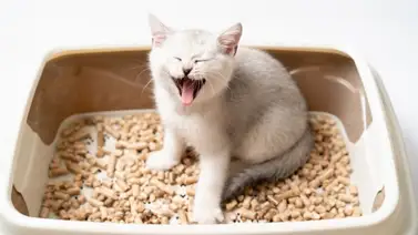 Estreñimiento en los gatos, conoce las causas Estreñimiento en los gatos, conoce las causas