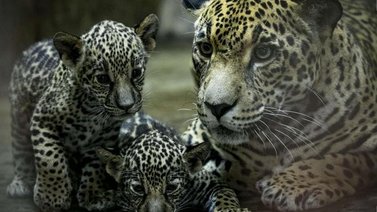 Zoológico de Nicaragua reproduce dos jaguares en peligro de extinción