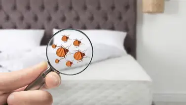 Cómo limpiar el colchón y eliminar los malos olores Cómo limpiar el colchón y eliminar los malos olores