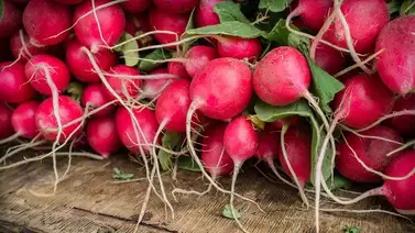 El rábano y sus propiedades para el organismo El rábano y sus propiedades para el organismo