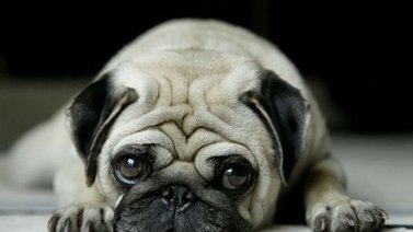 Consejos para acostumbrar al perro a estar solo