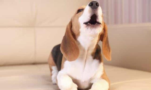 Consejos para acostumbrar al perro a estar solo Consejos para acostumbrar al perro a estar solo