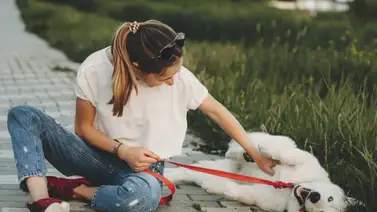 ¿Por qué a los perros les gusta que le acaricien la panza? ¿Por qué a los perros les gusta que le acaricien la panza?