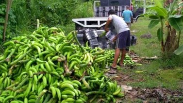 Especialistas advierten disminución en oferta de plátanos por lluvias