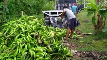 Especialistas advierten disminución en oferta de plátanos por lluvias