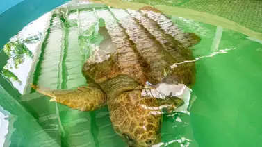 Inauguran hospital para tortugas marinas en Zoológico de Miami Inauguran hospital para tortugas marinas en Zoológico de Miami