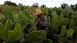 Latinoamérica avanza en un plan de agricultura ante el cambio climático